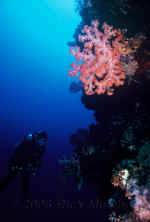 Pal_diver_soft_coral_wall.jpg (248543 bytes)