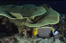 Pal_emperor_angelfish.jpg (326587 bytes)