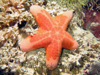 Pal_granulated_seastar.jpg (490218 bytes)