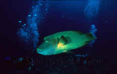 Pal_humphead_wrasse_divers.jpg (228739 bytes)