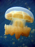 Pal_mestiga_jellyfish_4.jpg (263819 bytes)