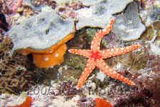 Pal_necklace_seastar.jpg (388389 bytes)