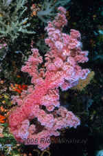 Pal_pink_soft_coral.jpg (381035 bytes)