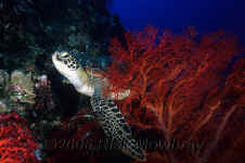 Pal_sea_turtle_red_seafan.jpg (349462 bytes)