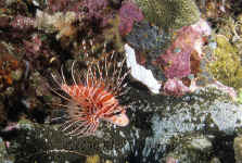 Pal_spotfin_lionfish.jpg (418102 bytes)