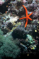 Pal_velvet_seastar.jpg (374219 bytes)