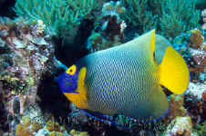 Pal_yellow-mask_angelfish.jpg (415901 bytes)