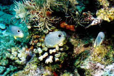 ROA_foureyebutterflyfish.jpg (463431 bytes)