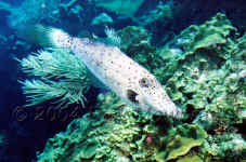 ROA_scrawledfilefish3_7.jpg (401666 bytes)