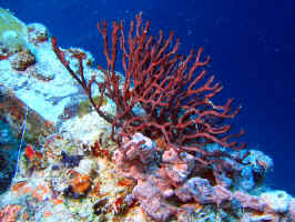 SG-gorgonian.jpg (440564 bytes)