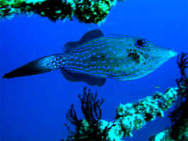 SG-scrawled_filefish.jpg (347400 bytes)