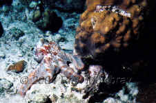 TCI_octopus_2.jpg (290326 bytes)