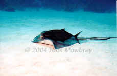 Grand Turk - Southern Stingray with Jack