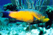 TCI_spanish_hogfish.jpg (185581 bytes)