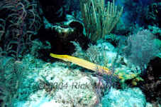 TCI_yellow_trumpetfish.jpg (318371 bytes)