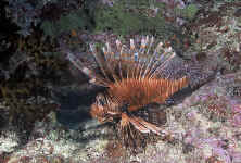 Yap_Longspine_Lionfish_2.jpg (391243 bytes)