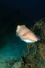 Yap_cuttlefish_2.jpg (264558 bytes)