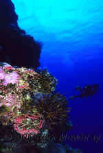 Yap_diver_along_the_wall.jpg (311842 bytes)