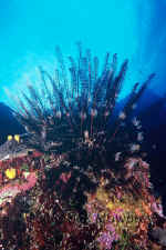 Yap_feather_star.jpg (371776 bytes)