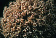 Yap_flower_soft_coral.jpg (395427 bytes)