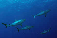 Yap_gray_reef_sharks.jpg (247354 bytes)