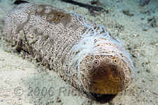 Yap_leopard_sea_cucumber.jpg (362922 bytes)