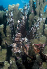 Yap_lionfish.jpg (298410 bytes)