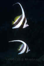 Yap_longfinned_bannerfish.jpg (163995 bytes)