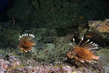 Yap_longspine_lionfish.jpg (362887 bytes)