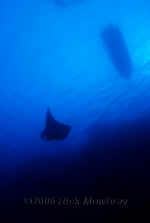 Yap_manta_and_boat_silhouette.jpg (146735 bytes)