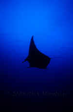 Yap_manta_silhouette.jpg (114006 bytes)