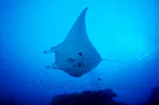 Yap_mantaray_silhouette.jpg (144956 bytes)