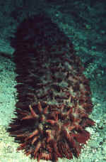 Yap_pineapple_sea_cucumber.jpg (341732 bytes)